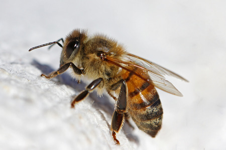 honey bee or worker bee extreme close up Latin apis mellifera crawling on a white cloth in Italy in springtimeの写真素材