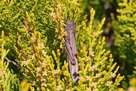 Egyptian grasshopper close up Latin name aegyptium anacridium on a thuja tree Latin name arbor vitae cupressaceae showing stripe on eye in Italyの写真素材