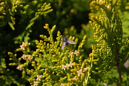 stable fly or house fly very close up Latin name stomoxys calcitrans muscidae or musca domestica on thuja bush Latin name arbor vitae cupressaceae in Italyの写真素材