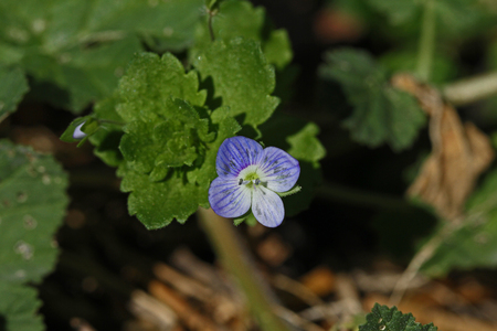 birdeye speedwell or common field speedwell Latin name veronica persica, also known as Persian, birds-eye or winter speedwell in the Mediterraneanの写真素材