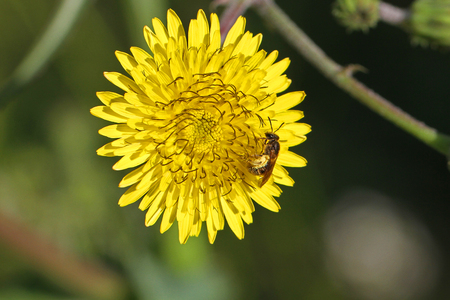 female bee anthophora plumipes or a honey bee Latin name apis mellifera collecting pollen on a yellow prickly sow-thistle flower Latin name sonchus asper or oleraceusの写真素材