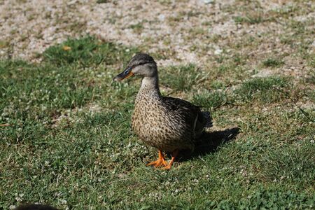 Female mallard or duck close up Latin name Anas platyrhynchos waddling towards the camera in Colfiorito national park Umbria Italyの写真素材