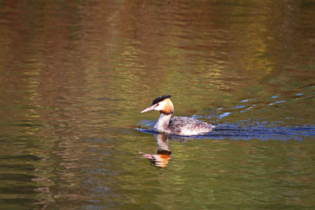 Great crested grebe horned grebe podiceps cristatus svasso cornuto close up in Colfiorito in Italyの写真素材