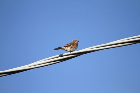 Spotted flycatcher female Latin name muscicapa striata vulnerable status perched on a wire puffed up in Italyの写真素材