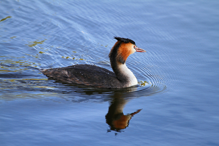 Great crested grebe horned grebe podiceps cristatus svasso cornuto close up in Colfiorito in Italyの写真素材