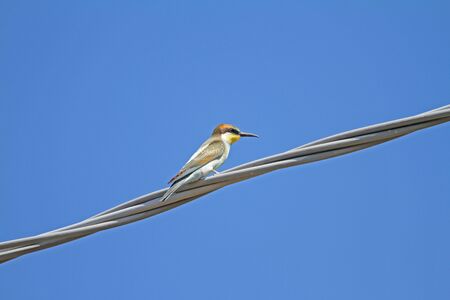 bee eater Latin name merops apiaster very close up perched on a wire in Italy gruccioneの写真素材