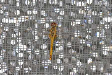 Dragonfly red-veined darter Latin name sympetrum fonscolombii or fonscolumbei resting on a screen...