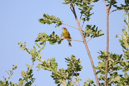Greenfinch or green finch singing Latin name carduelis chloris perched on a branch in an oak tree or quercus in Italyの写真素材