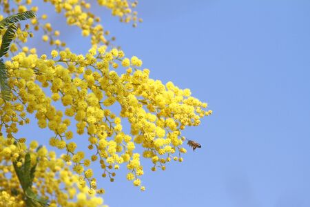 Honey bee Latin name apis mellifera collecting pollen on mimosa or acacia dealbata. The tree is also known as the sensitive plant, silver wattle or blue wattle, in spring in Italyの写真素材