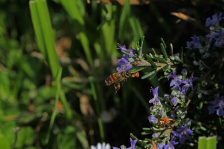 Honey bee Latin name apis mellifera collecting pollen on a rosemary flower rosmarinus officinalis in Spring in Italyの写真素材