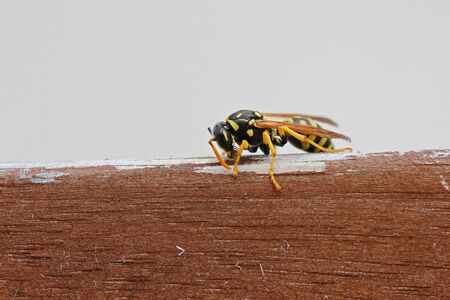 Tree wasp, or paper wasp, wings raised very close up Latin name pollistes gallicus dolichovespula sylvestris stripping wood from garden furniture in Italyの写真素材