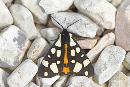 cream-spot tiger moth close to Latin name arctia villica on a pebble driveway with very clear...