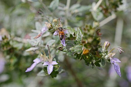 honey bee or worker very close up Latin apis mellifera collecting pollen on teucrium fruticans...