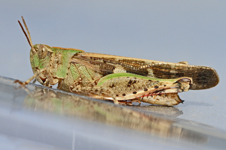 mottled grasshopper close up Latin name myrmeleotettix maculatus on shiny silver surface in summer in Italyの写真素材