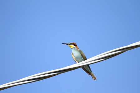 bee eater Latin name merops apiaster very close up perched on a wire in Italy gruccioneの写真素材