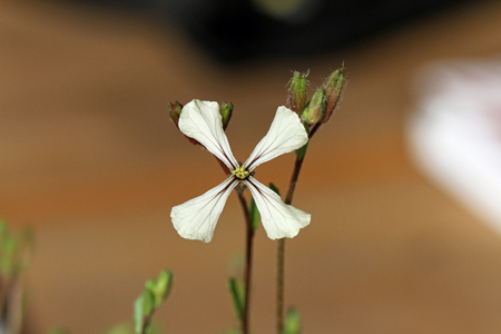 eruca sativa or eruca vesicaria rocket flower or arugula or rucola flower in springtime in Italy also called rocket salad, rugula, colewort or roquetteの写真素材