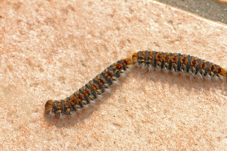 pine processionary caterpillars Latin name thaumetopoea pityocampa thaumetopoeidae crawling or processioning close to across a patio in Italy in spring harmful to humans and animals and a notifiable pestの写真素材