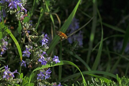 Honey bee Latin name apis mellifera flying from right to a rosemary flower rosmarinus officinalis mid flight to collect pollen in Spring in Italyの写真素材