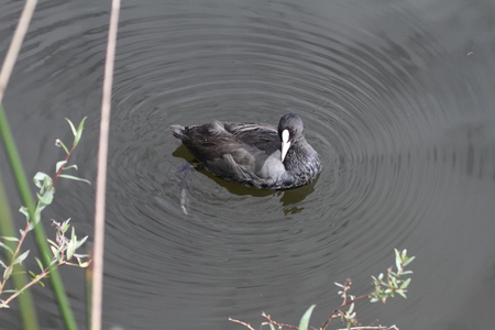 coot Latin name fulica atra folaga swimming near a jetty in the marshes in Colfiorito national park in Italyの写真素材