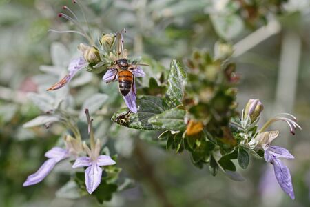 honey bee or worker very close up Latin apis mellifera collecting pollen on teucrium fruticans flower echinops bush or germander in Italyの写真素材