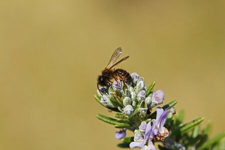 honey bee or worker very close up Latin apis mellifera collecting pollen on teucrium fruticans flower echinops bush or germander in Italyの写真素材