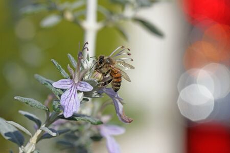 honey bee or worker very close up Latin apis mellifera collecting pollen on teucrium fruticans flower echinops bush or germander in Italyの写真素材
