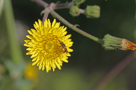 female bee anthophora plumipes or a honey bee Latin name apis mellifera collecting pollen on a yellow prickly sow-thistle flower Latin name sonchus asper or oleraceusの写真素材