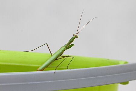 Praying mantis or mantid close up Latin name mantis religiosa settled on a green bucket in Italyの写真素材