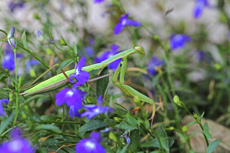 Praying mantis or mantid close up settled on lobelia campanulaceae plant Latin name mantis religiosa in Italyの写真素材