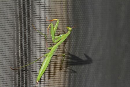 Praying mantis or mantid and its shadow close up on a mesh screen door Latin name mantis religiosa in Italyの写真素材