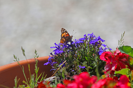 Painted lady butterfly in summer close up Latin cynthia cardui or vanessa feeding on lobelia flowers campanulaceae in Italyの写真素材
