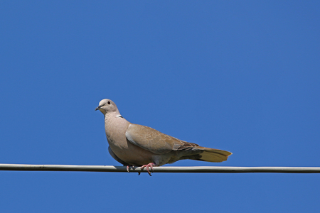 Collared dove also called streptopelia deaocto or mourning dove perched on a wire, from the pigeon or columbidae family of birdsの写真素材