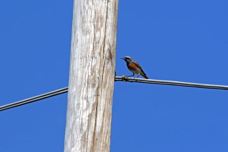 male redstart bird Latin name phoenicurus family muscicapidae feeding on insects hatching from a telegraph or telephone pole in Italy in springtime passeriformes bird feeding on a telegraph wireの写真素材