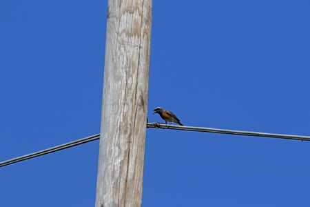 male redstart bird Latin name phoenicurus family muscicapidae feeding on insects hatching from a telegraph or telephone pole in Italy in springtime passeriformes bird feeding on a telegraph wireの写真素材