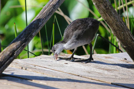 Juvenile or young coot Latin name fulica atra pecking and looking for insects on a jetty in the marshes in Colfiorito national park in Italyの写真素材