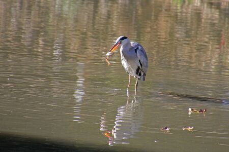 Grey heron catching a fish and eating it Latin name Ardea cinerea wading in a pond in the University Parks Oxford in early Octoberの写真素材