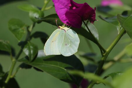 Male Cleopatra or brimstone butterfly on bougainvillea flower in Italy. Latin name gonepteryx cleopatra rhamni from pieridae group with yellow flash on wingの写真素材