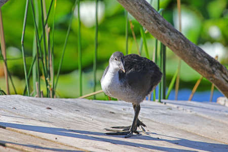 Juvenile or young coot Latin name fulica atra looking for insects on a jetty in the marshes in Colfiorito national park in Italyの写真素材
