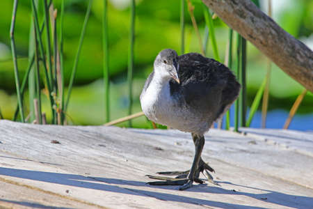 Juvenile or young coot Latin name fulica atra looking for insects on a jetty in the marshes in Colfiorito national park in Italyの写真素材