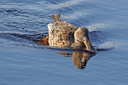 Female shoveler or shoveller duck Latin name anas clypeata family anatidae swimming and shoveling water in the Sentina nature reserve in Poto DâAscoli Italy in late Februaryの写真素材