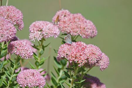 common blue butterfly blue bodied but before showing blue colour color with orange spots and pale wings Latin polyommatus icarus boalensis on pink iceplant Latin sedum cauticolum cauticola in Italyの写真素材