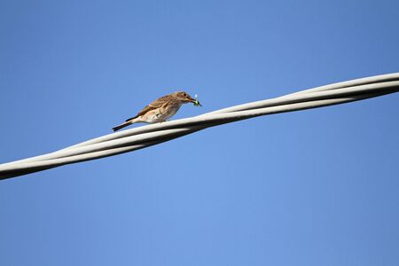 Spotted flycatcher female close up Latin name muscicapa striata vulnerable status perched on a wire eating a green shield bug Latin name palomena viridissima in Italyの写真素材