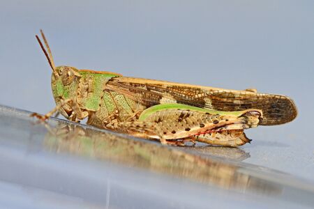 mottled grasshopper close up Latin name myrmeleotettix maculatus on shiny silver surface in summer in Italyの写真素材