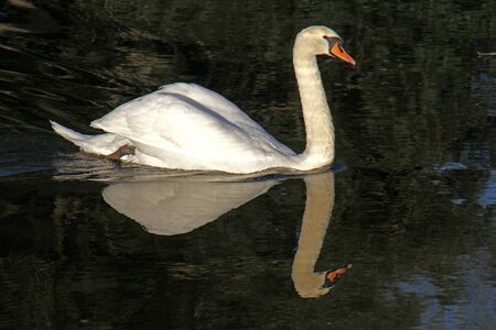 mute swan looking at the camera Latin name Cygnus olor family anatidae swimming on the river Thames at Port Meadow in Oxfordの写真素材
