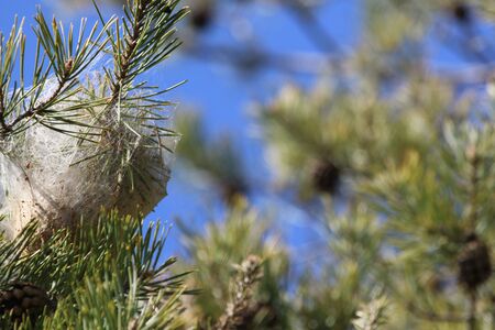pine processionary caterpillar nest Latin name thaumetopoea pityocampa thaumetopoeidae can cause irritation in a Mediterranean pine tree pinus pinea or stone pine in spring in Italyの写真素材