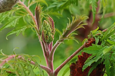 rhus or sumac sumach panicle starting to formの写真素材