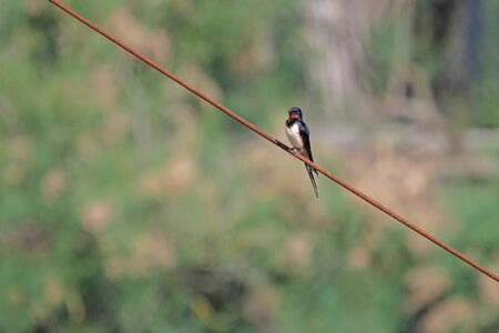 Swallow Latin name hirundo rustica close up with beautiful red face and blue feathers perched on a rusty wire in Comacchio Italyの写真素材