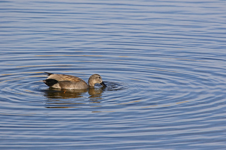 Male gadwall duck Latin name anas strepera family anatidae vulnerable status swimming in the Sentina nature reserve in Porto DAscoli Italy in late Februaryの写真素材