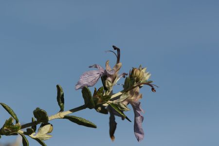 teucrium fruticans flower very close up echinops bush or germander labiatae family in Italyの写真素材