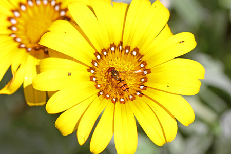 European hover-fly Latin name episyrphus balteatus feeding on gazania rigens or splendens variegata compositae asteraceae also known as treasure flower in Italyの写真素材